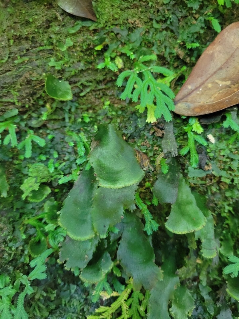 Scale Edge Bristle Fern photo 4