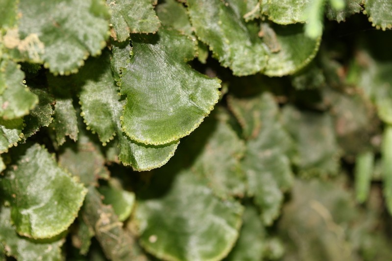Scale Edge Bristle Fern photo 5
