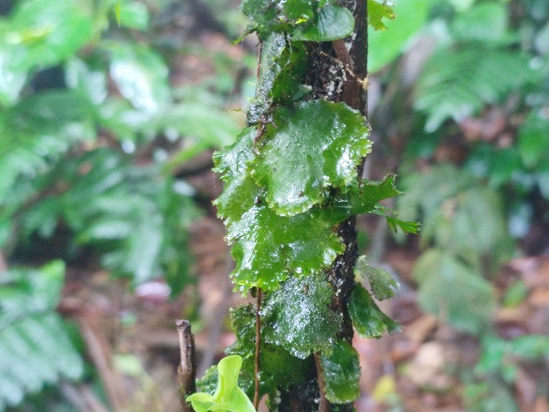 Scale Edge Bristle Fern photo 6