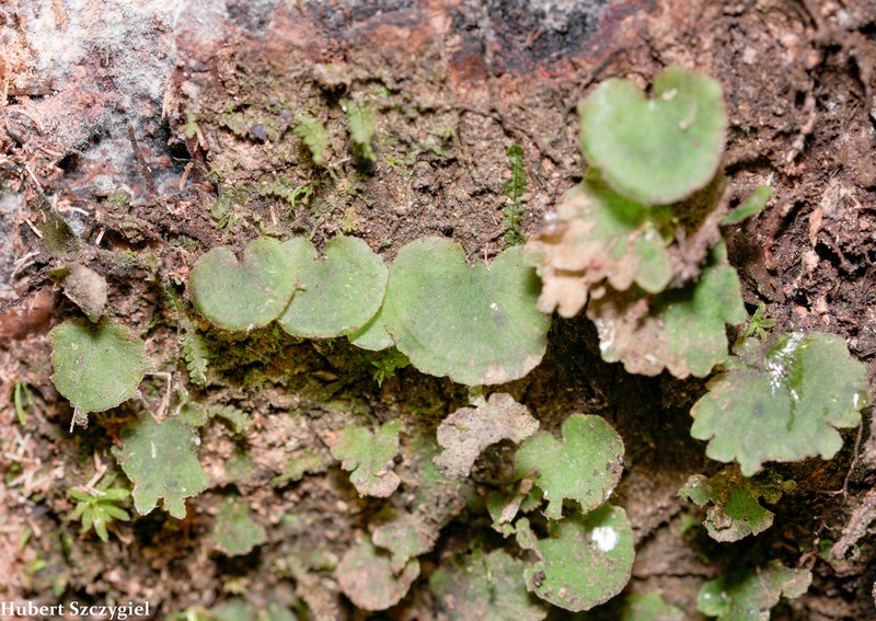 Scale Edge Bristle Fern photo 7