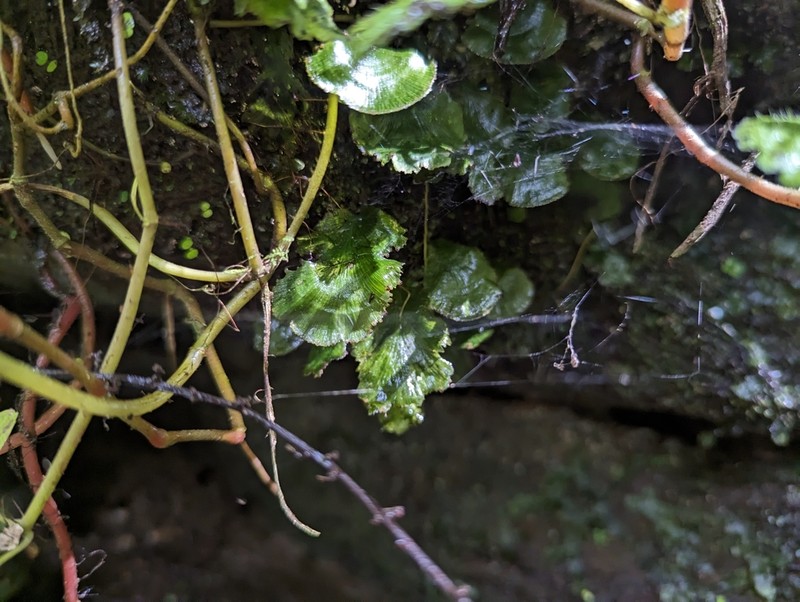 Scale Edge Bristle Fern photo 8