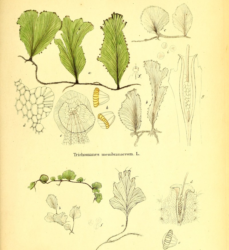 Scale Edge Bristle Fern