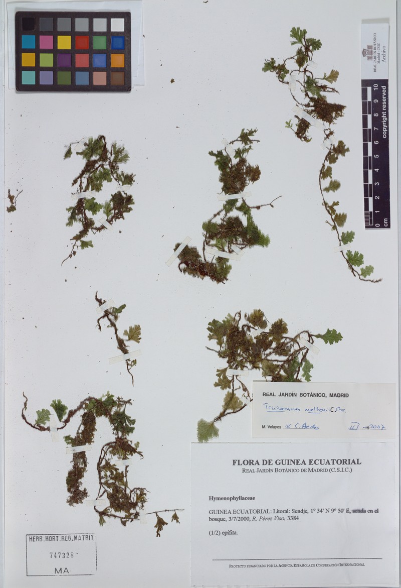 Trichomanes mettenii