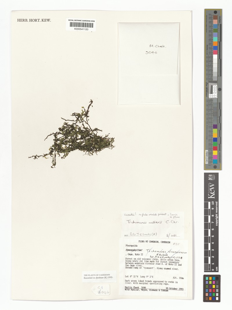 Trichomanes mettenii photo 2