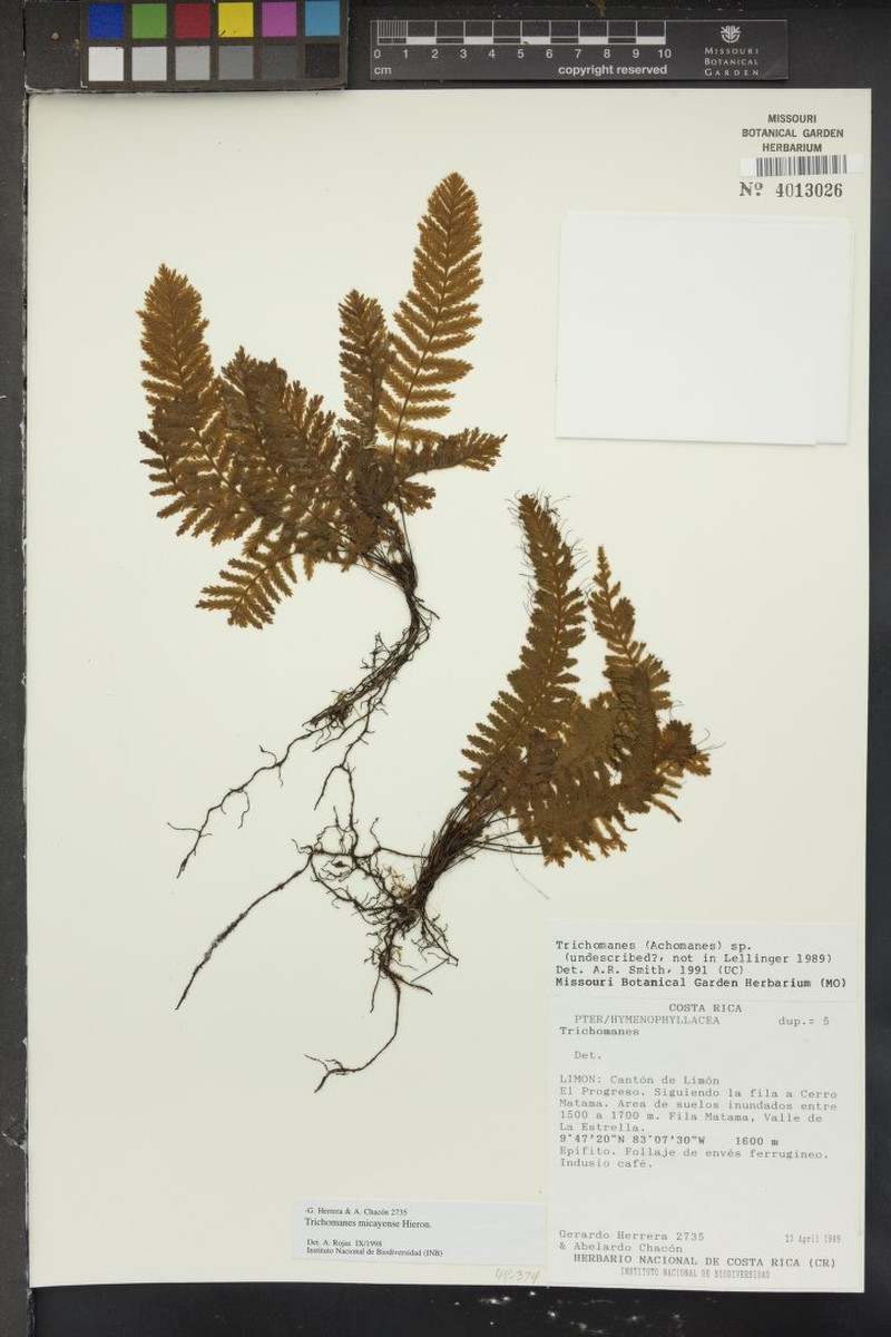 Trichomanes micayense photo 5