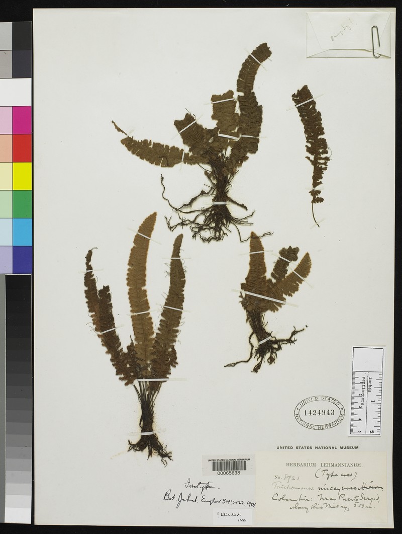 Trichomanes micayense