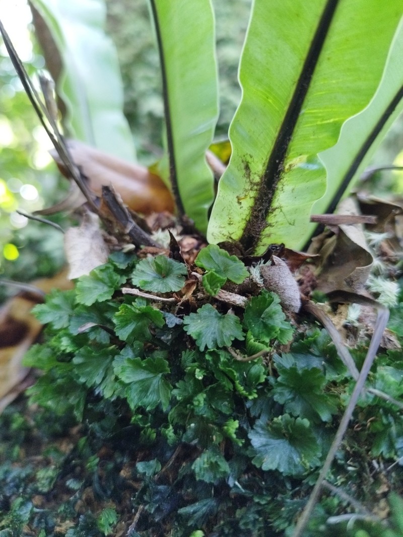 Tiny Bristle Fern photo 2