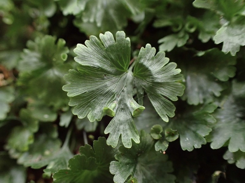 Tiny Bristle Fern photo 3