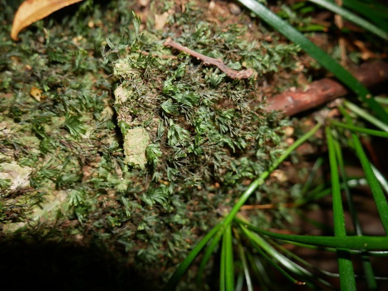 Tiny Bristle Fern photo 4