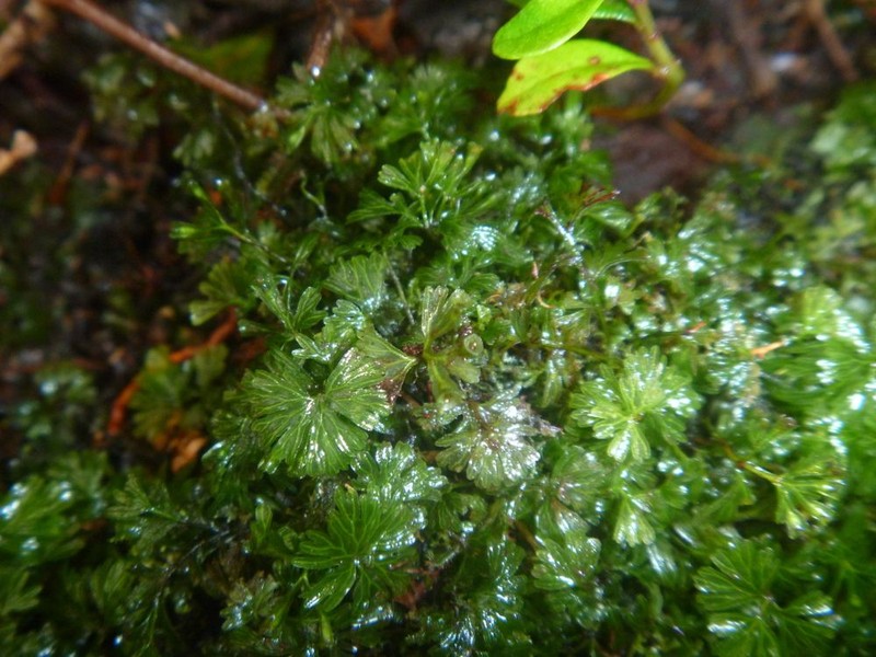 Tiny Bristle Fern photo 7