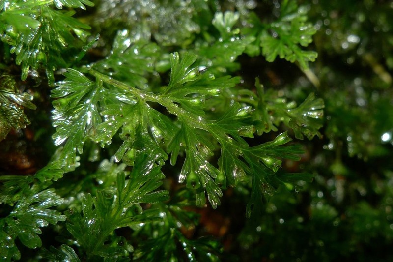 Tiny Bristle Fern photo 8