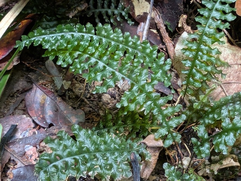 Trichomanes mougeotii