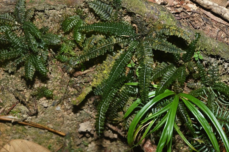 Trichomanes mougeotii photo 2