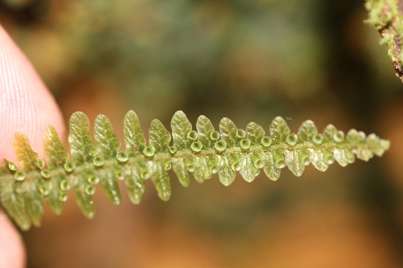 Trichomanes mougeotii photo 3