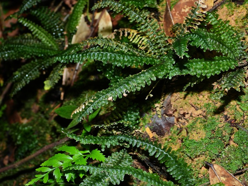 Trichomanes mougeotii photo 5