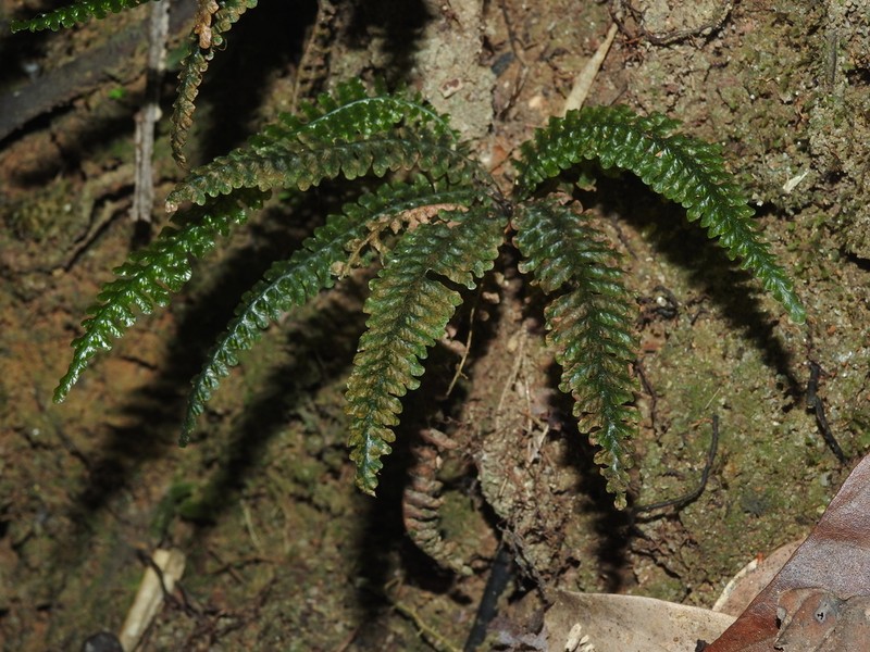 Trichomanes mougeotii photo 6