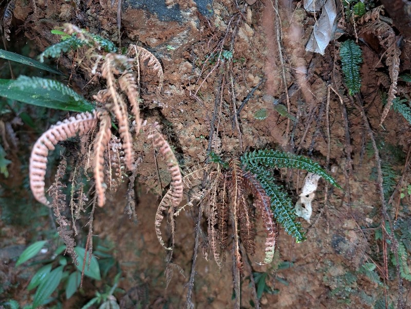 Trichomanes mougeotii photo 7
