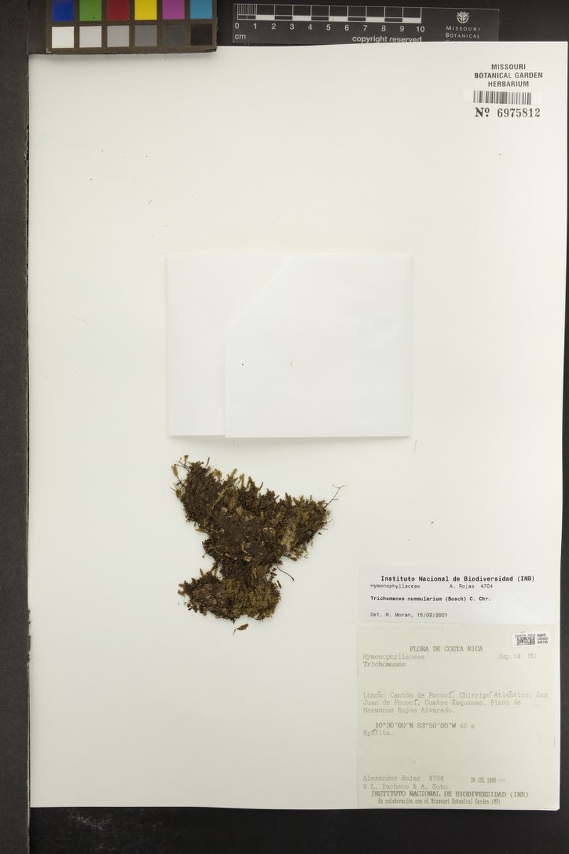 Trichomanes nummularium