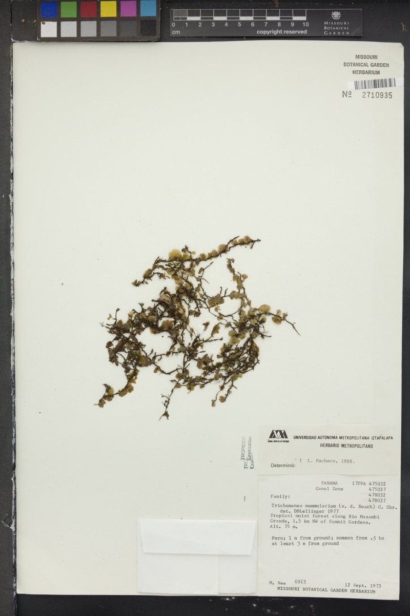 Trichomanes nummularium photo 2