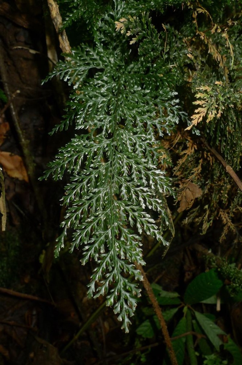 Trichomanes obscurum