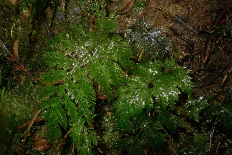 Trichomanes obscurum photo 2