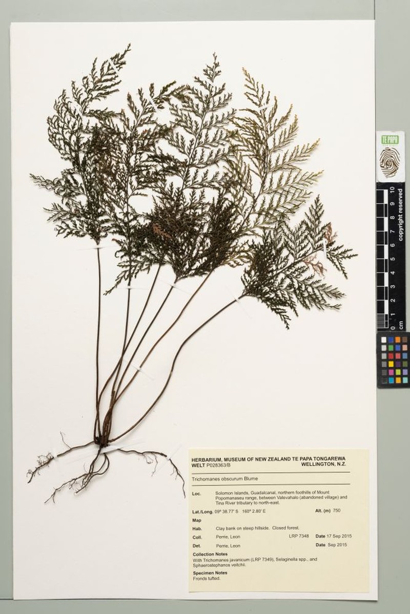 Trichomanes obscurum photo 3