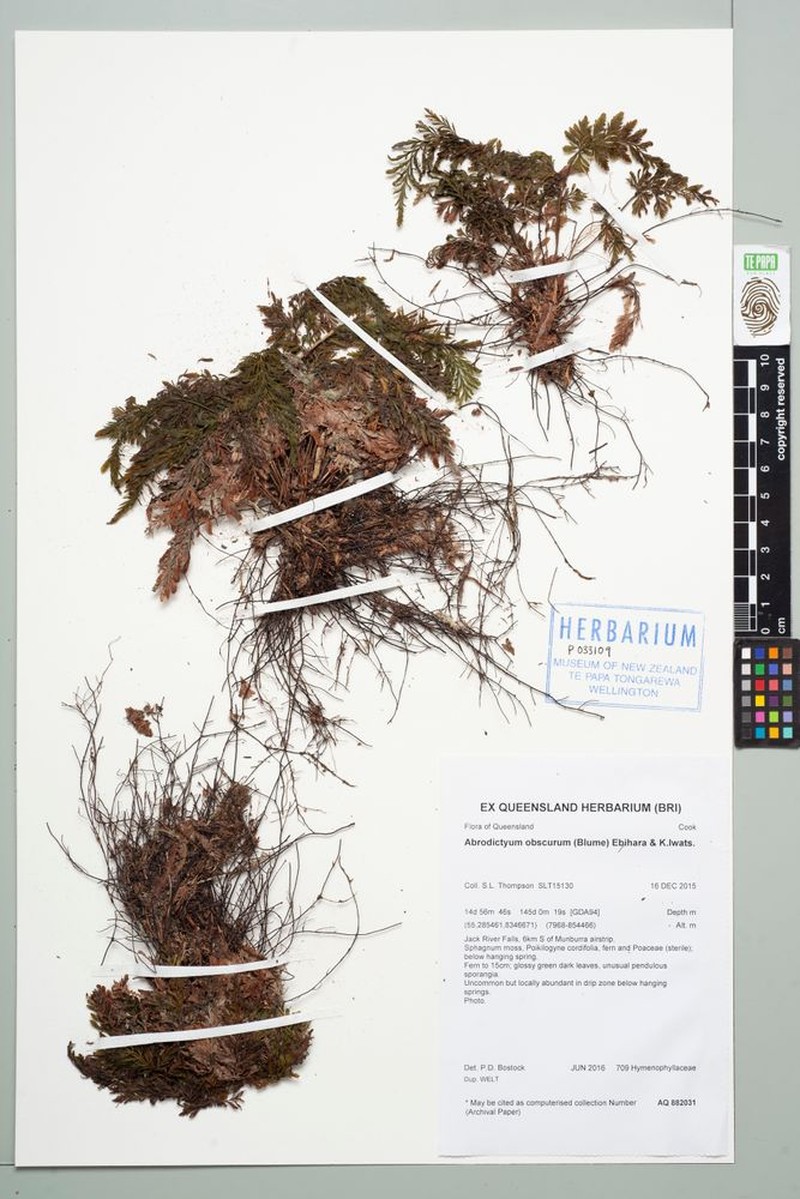 Trichomanes obscurum photo 4