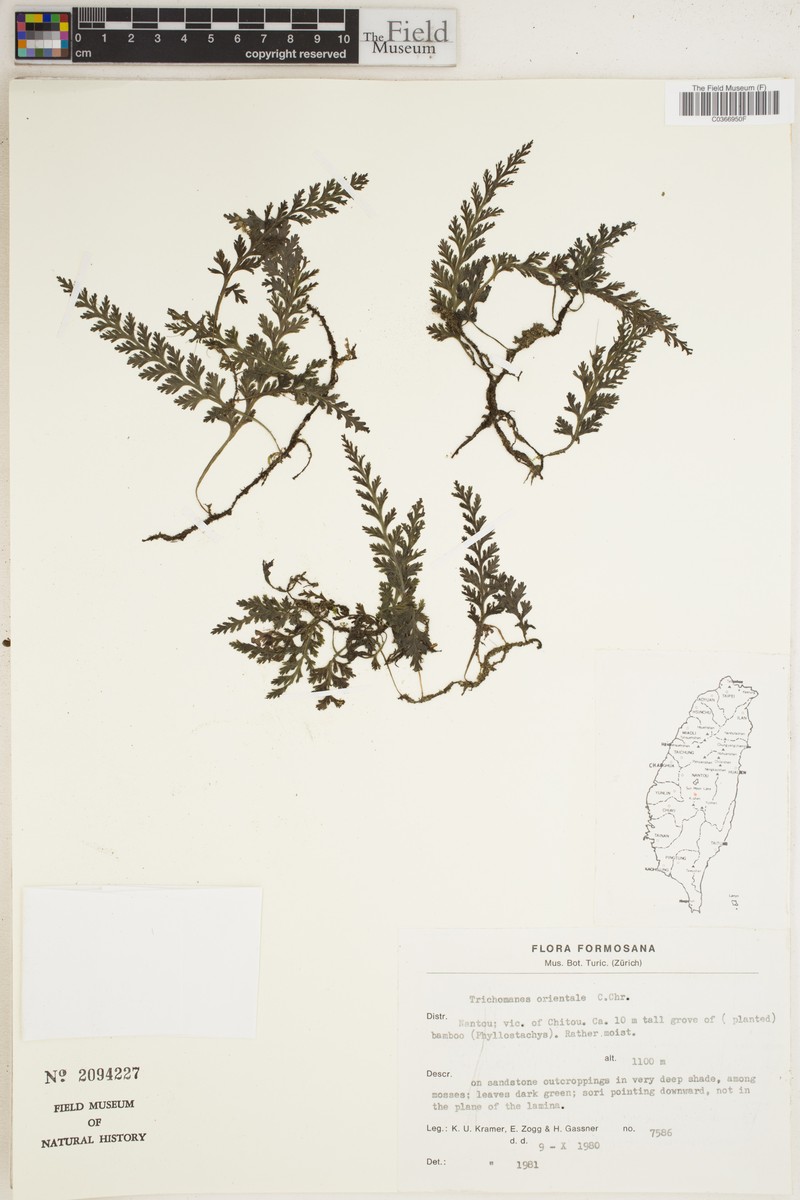 Trichomanes orientale