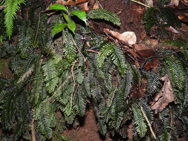 Trichomanes osmundoides