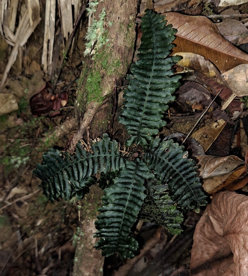 Trichomanes osmundoides photo 2