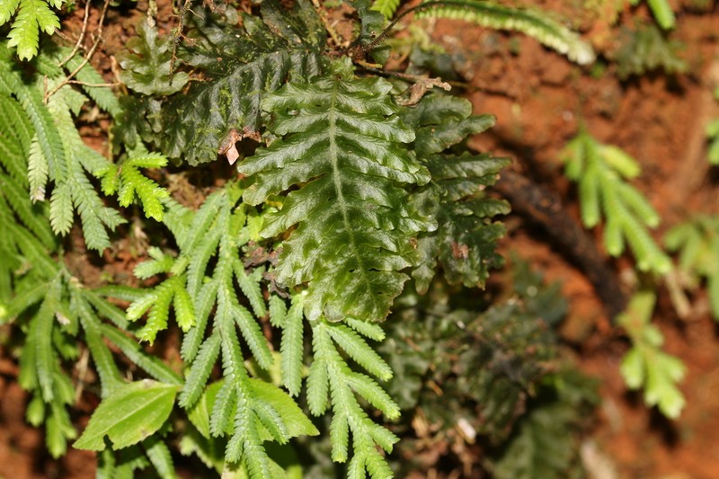 Trichomanes osmundoides photo 3