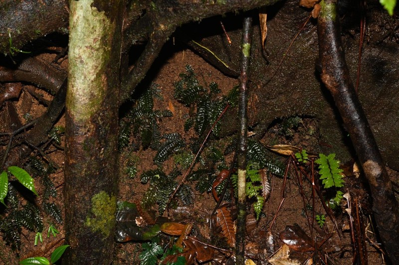 Trichomanes osmundoides photo 4