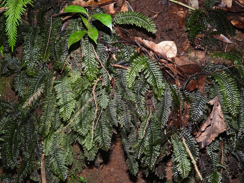 Trichomanes osmundoides photo 5