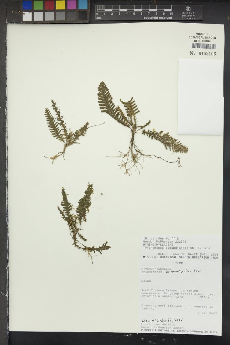 Trichomanes osmundoides photo 6