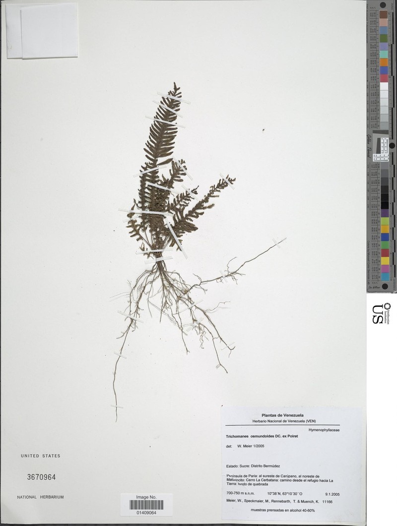 Trichomanes osmundoides photo 7