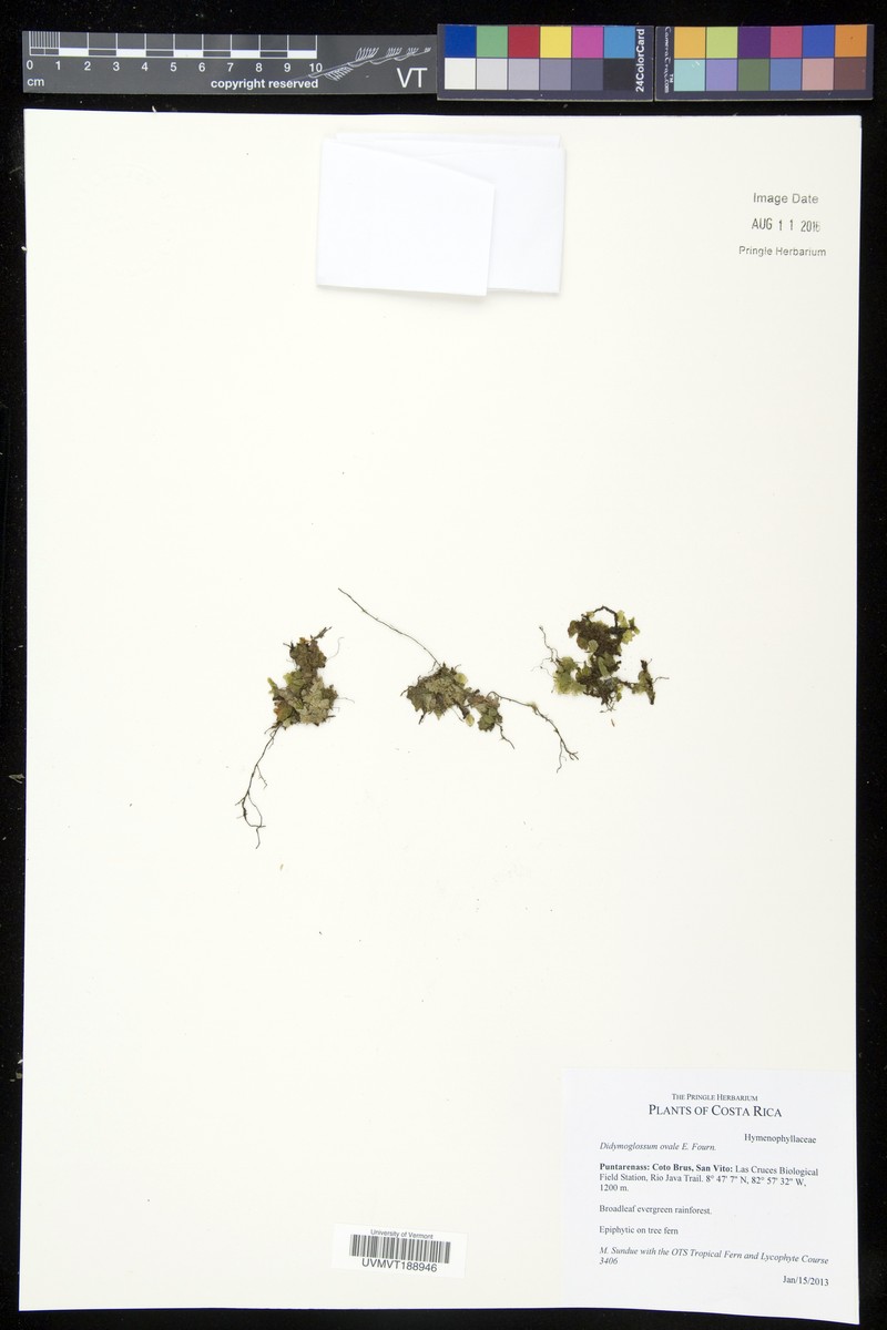 Eggleaf Bristle Fern