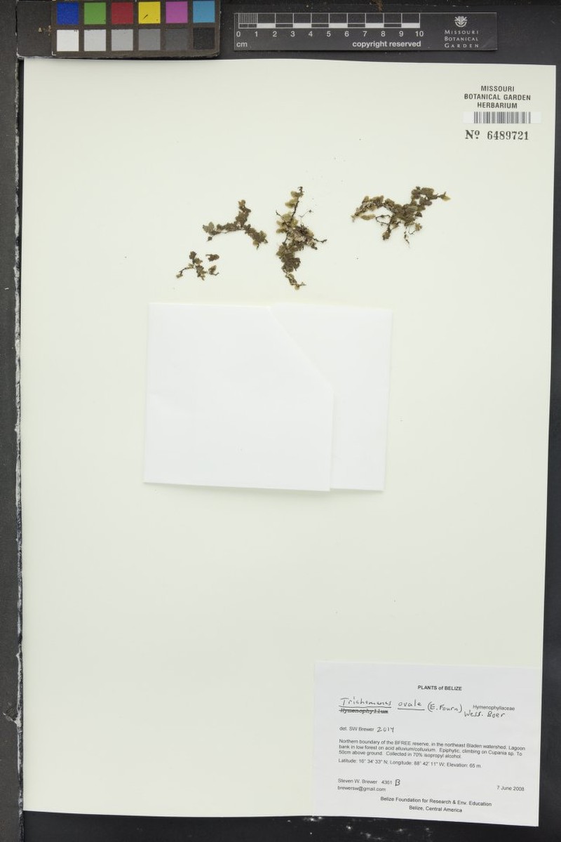 Eggleaf Bristle Fern photo 2