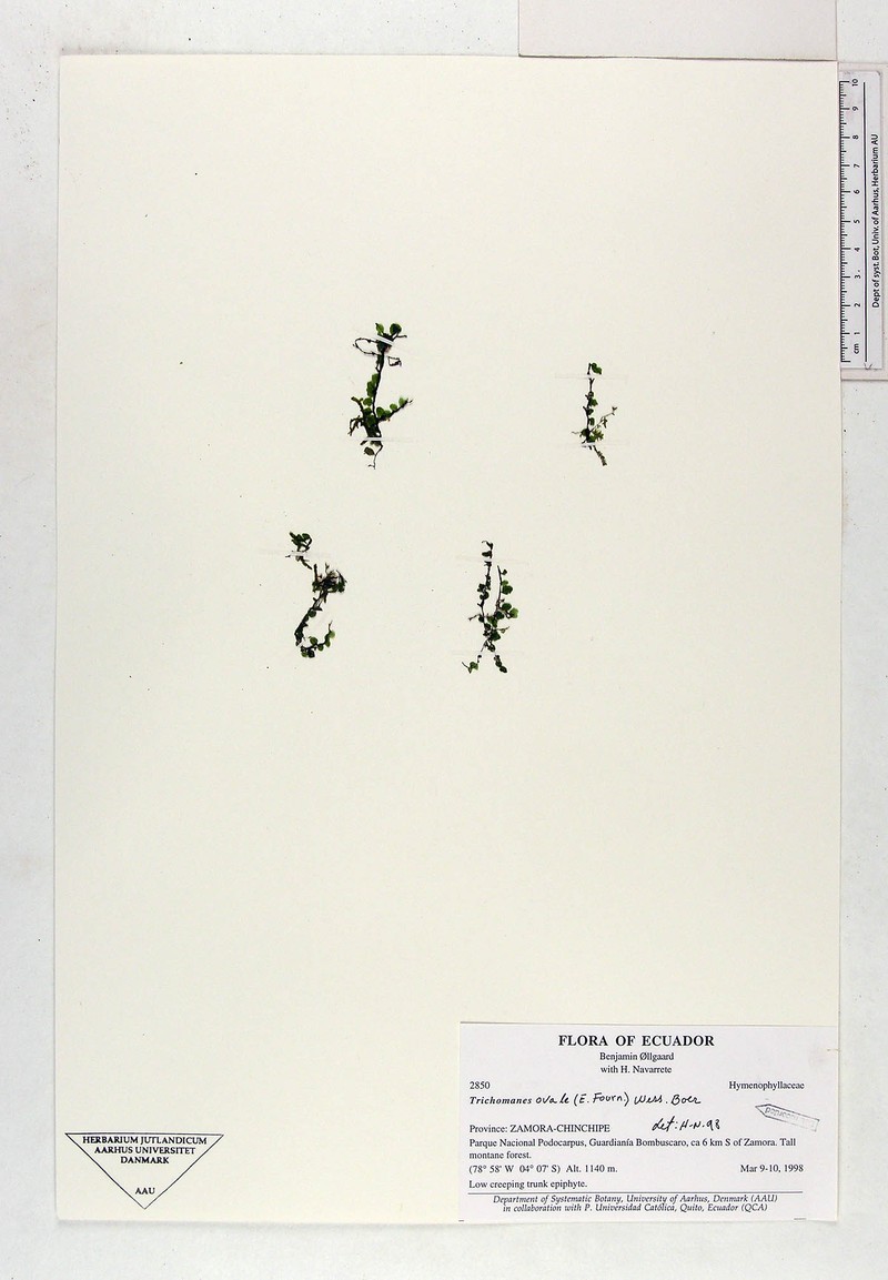 Eggleaf Bristle Fern photo 3