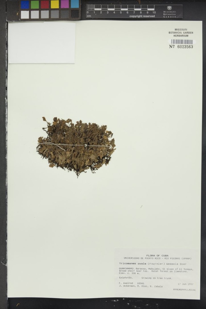Eggleaf Bristle Fern photo 4