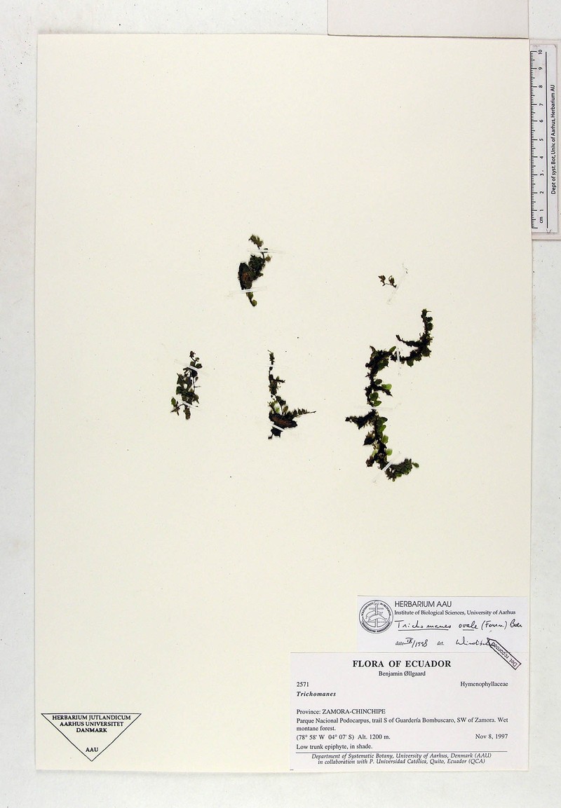 Eggleaf Bristle Fern photo 5