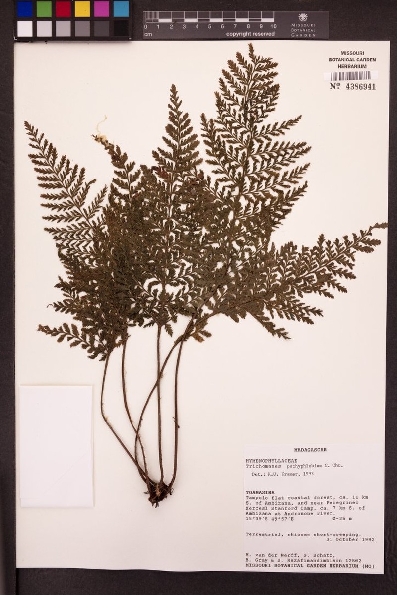 Trichomanes pachyphlebium