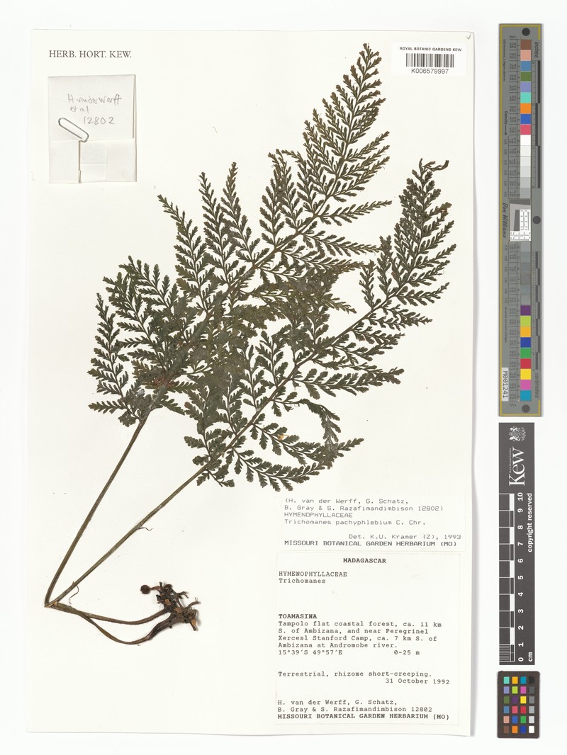Trichomanes pachyphlebium photo 3