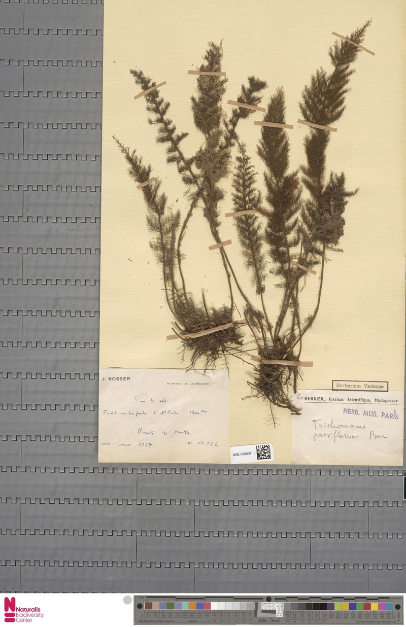 Trichomanes parviflorum
