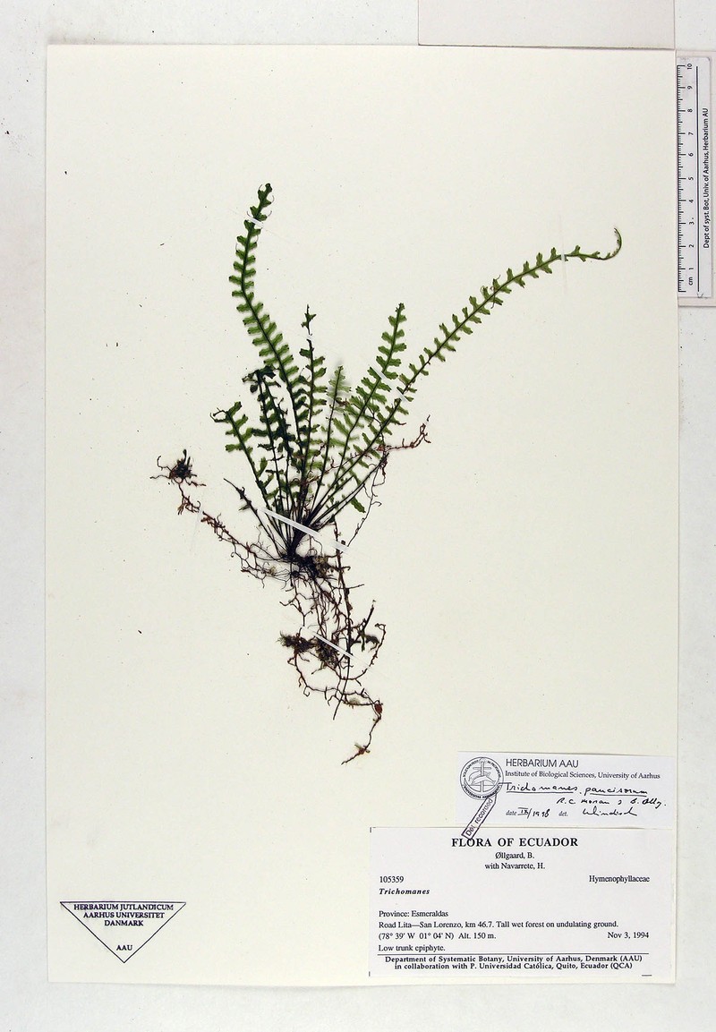 Trichomanes paucisorum