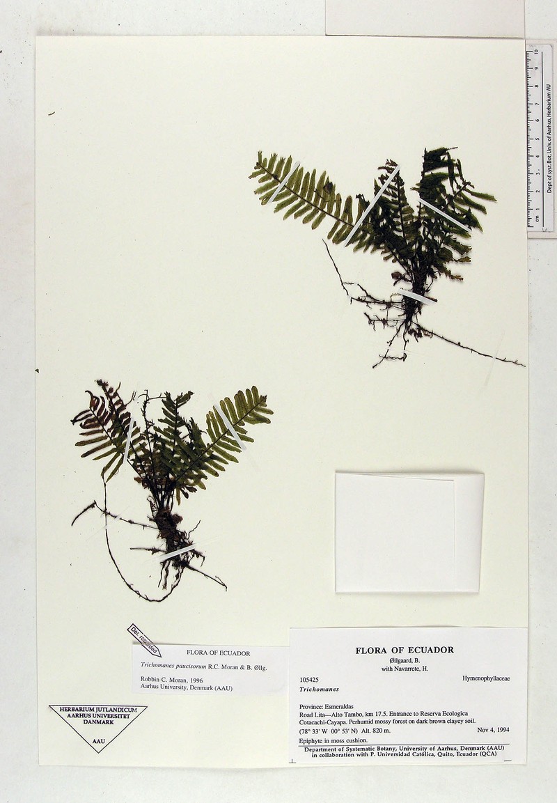 Trichomanes paucisorum photo 2
