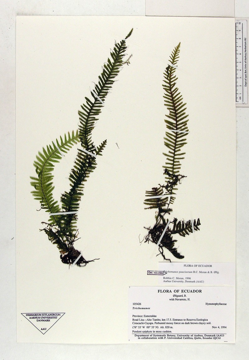 Trichomanes paucisorum photo 3