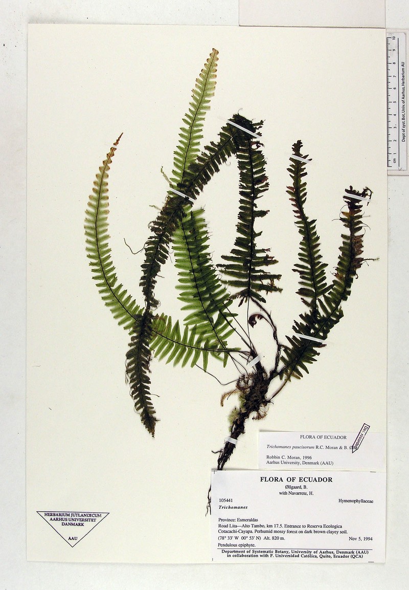 Trichomanes paucisorum photo 4