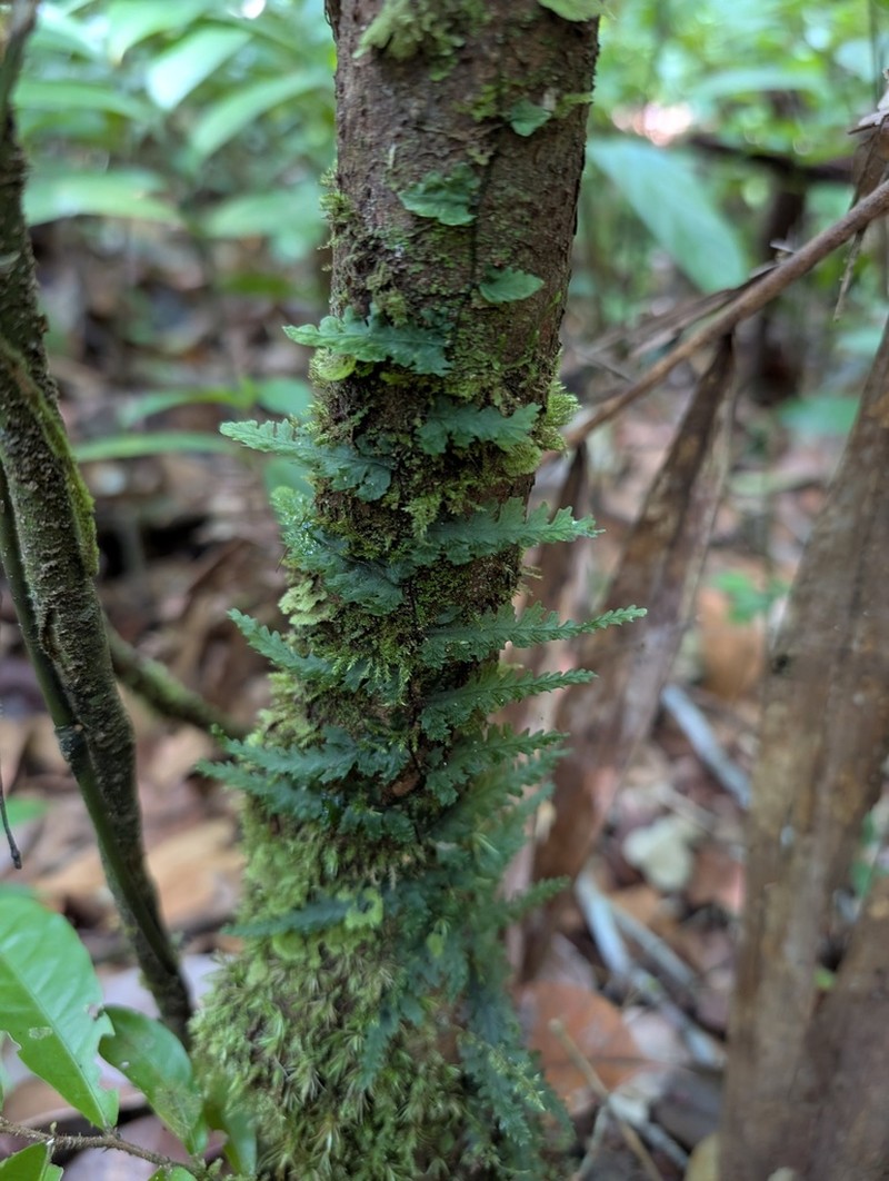 Trichomanes pedicellatum
