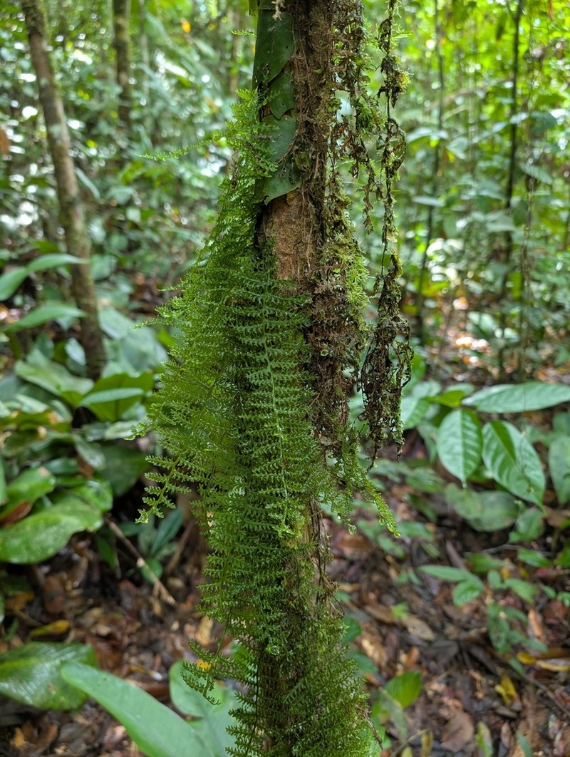 Trichomanes pedicellatum photo 2