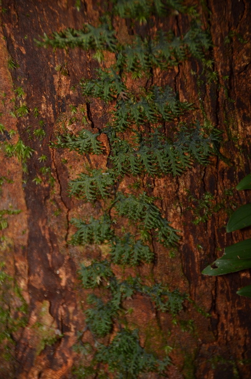 Trichomanes pedicellatum photo 3